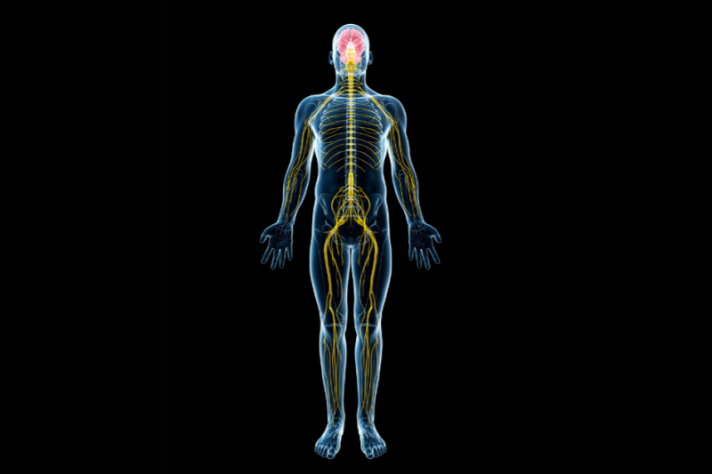 How Daily Habits Impact Your Spine and Nervous System Health And What You Can Do to Feel Better