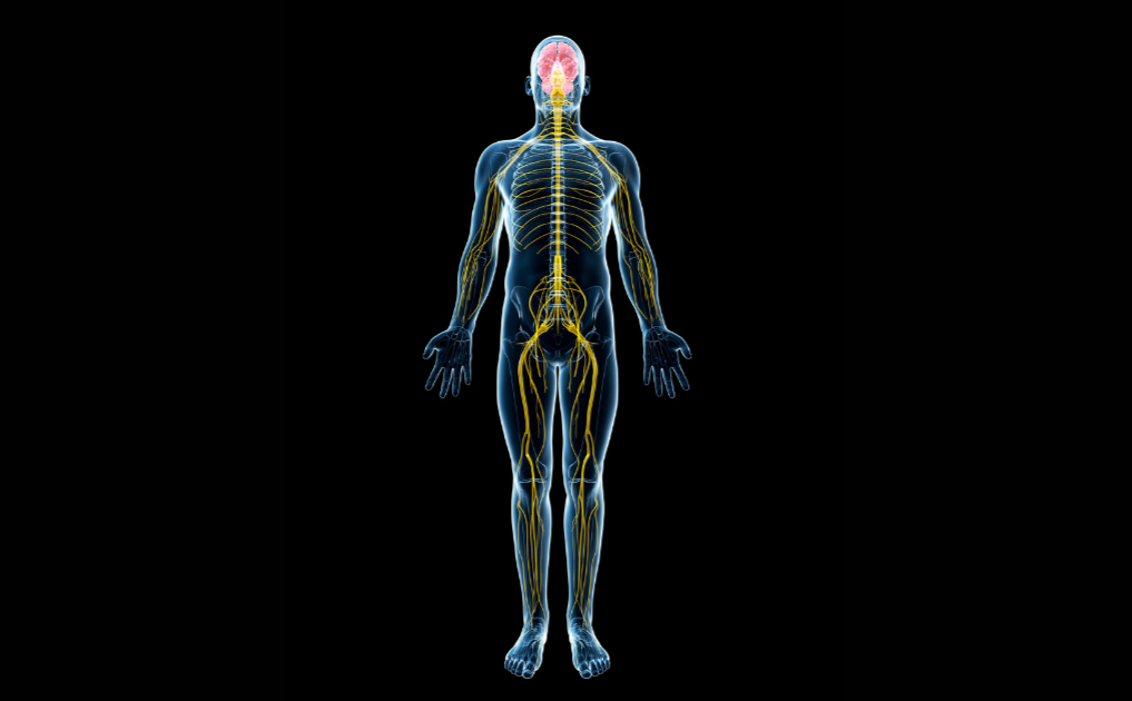 Pinched Nerve Treatment in Los Angeles, CA